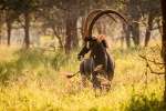 Limpopo 5 star Game Lodge
