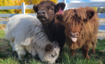 5T Mini Cows