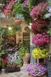 Plants that beautify your interior and exterior space