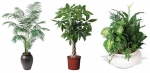 Buy Ficus Plants Online in India