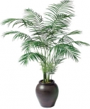 Buy Palms Plants Online in India
