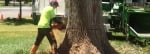 Tree Removal Adelaide