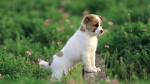 Collies and puppies are like a part of your family : Stirlin