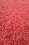Red chilli exporters and suppliers from India