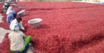 Dried red chilies exporters,suppliers from India