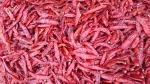 Red pepper exporters and suppliers in India