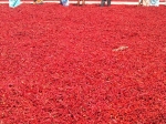 Byadgi chilli exporters,suppliers from India