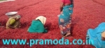 Red chili exporters and suppliers in India