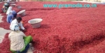 Chilli powder exporters,suppliers in India
