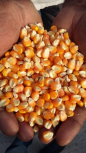 Yellow maize exporters,suppliers