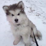 Alaskan Malamute