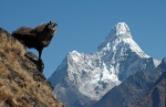 Ama Dablam Expedition