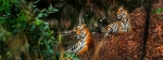 Story behind the increase in big cat count in Panna Tiger