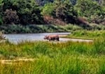 Jungle safari in Bardiya National Park