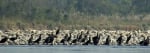 Jungle safari in Koshi Tappu National Park