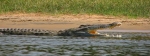 Babiya : The Vegetarian Crocodile Guardian of Ananthapura Te