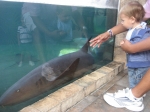 la isla Cancun Aquarium - Swimming with Dolphins Cancun