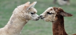 Wool Testing | Micron Man Australia