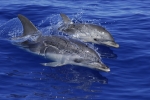 Half-Day Whale and Dolphin watching Tours in The Tenerife
