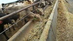 Cattle Feed in Delhi | SSCL