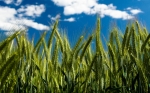 Plant growth promoter in Delhi | SSCL
