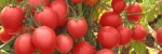 Organic Fertilizer in Delhi | SSCL