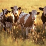Animal Feed in Delhi | SSCL