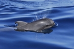 Whale and dolphin watching safaris on Tenerife