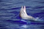 Whale and dolphin watching safaris on Tenerife