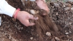 Organic waste decomposer | SSCL