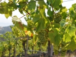 Bio Fertilizer in Delhi | SSCL