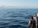Everything About Tenerife Whale & Dolphin Watching Trips