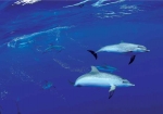 Difference between whales and dolphins