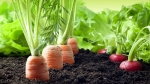 Bio pesticide in Delhi | SSCL