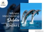 4H Whale and Dolphin Watching Masca and Los Gigantes Excursi