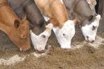 Animal Feed | SSCL