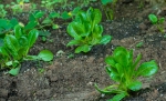 Organic Pesticide | SSCL