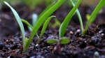Humic acid | SSCL