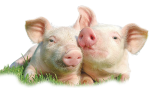 Pig Feed | Suraj Shree Chemicals Ltd