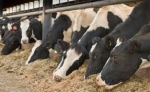 Cattle feed |SSCL