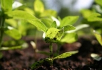 Organic Fertilizer and Its Advantages by Suraj Shree Chemica