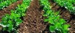 Shree Suraj Chemicals  The Leading Supplier Of Bio Fertiliz
