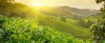 Buy Plant Protection Products With SSCL