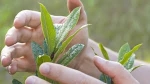 Initiate Chemical Free Farming Using Bio Pesticides