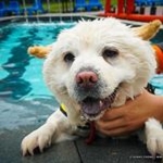 Sunny Chong Dog Training School