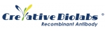 Recombinant Antibody