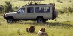 Uganda Safari Tours
