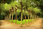 Tree Service of Lafayette: ISA Certified Arborists