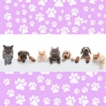 Hills Mobile Pet Grooming