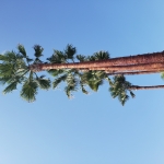 Tree Trimming Ventura County California